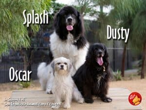 Splash, Oscar & Dusty