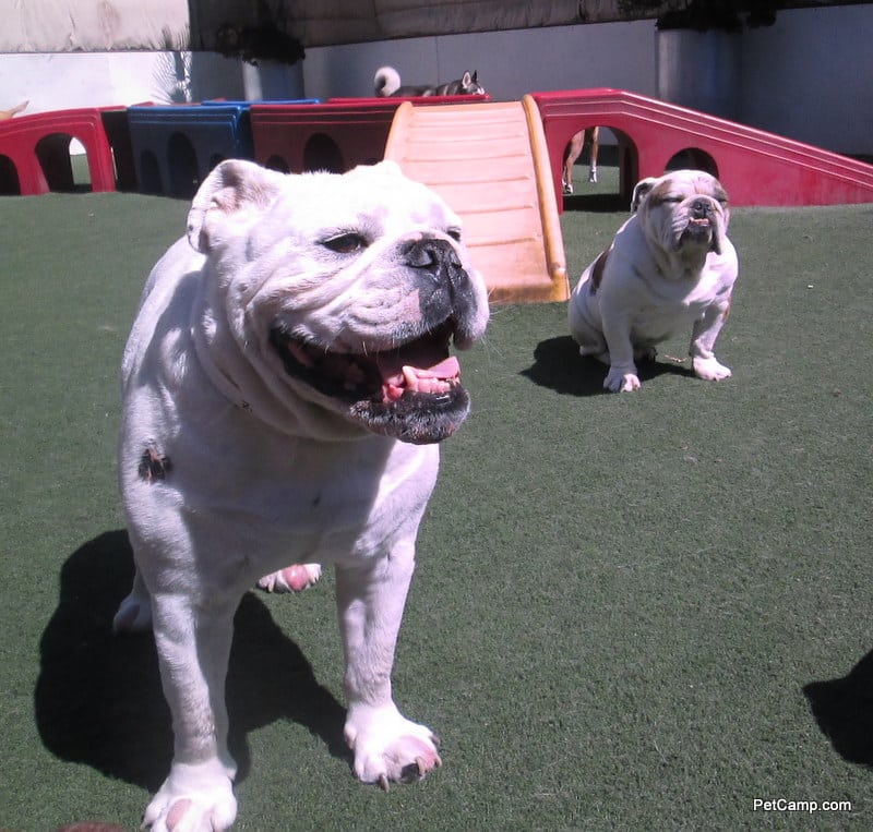 dogs on the playground