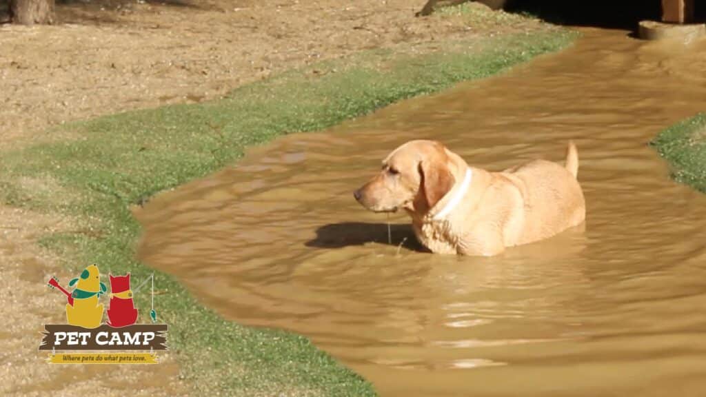 dog in a puddle