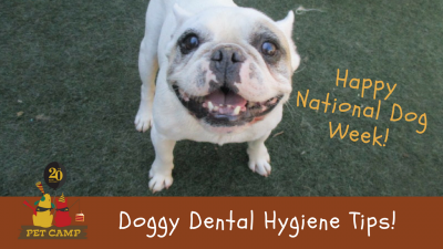 happy national dog week! doggy dental hygiene tips!