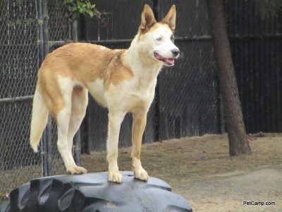 dog on the playground