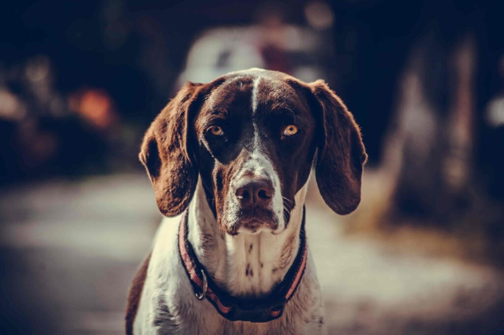 brown and white spotted dog