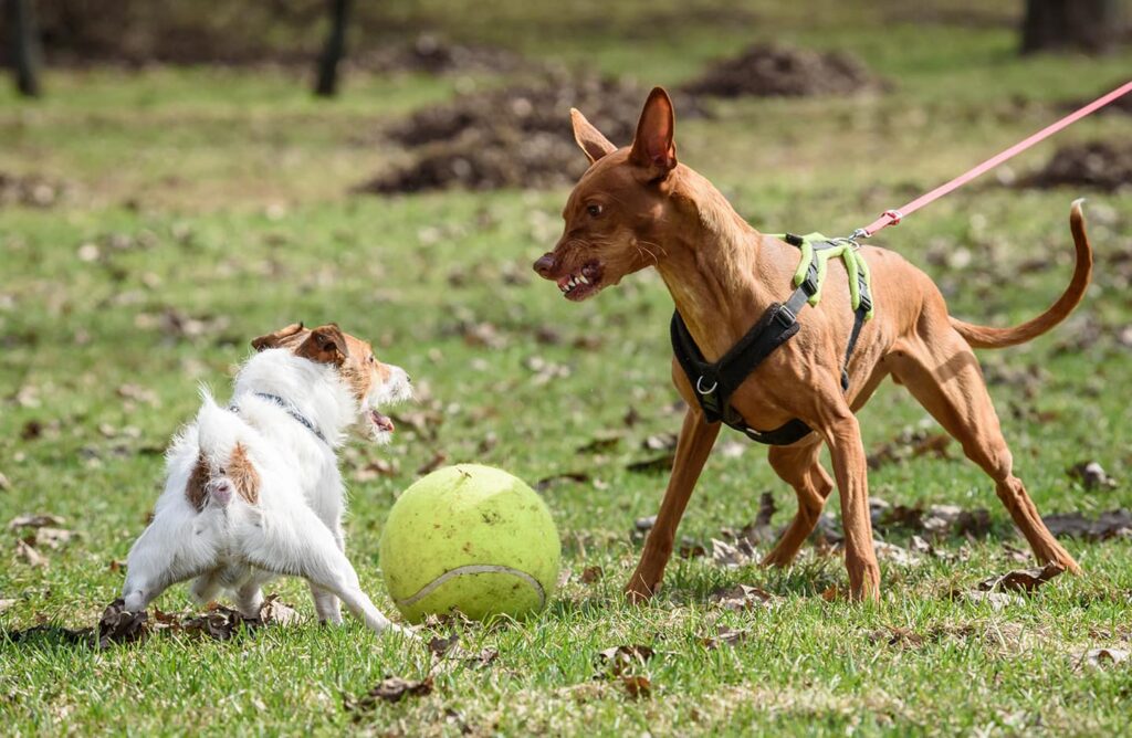 dogs fighting over a ball