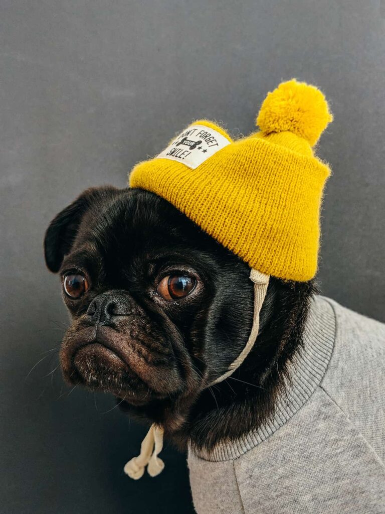 small dog wearing a slouchy hat