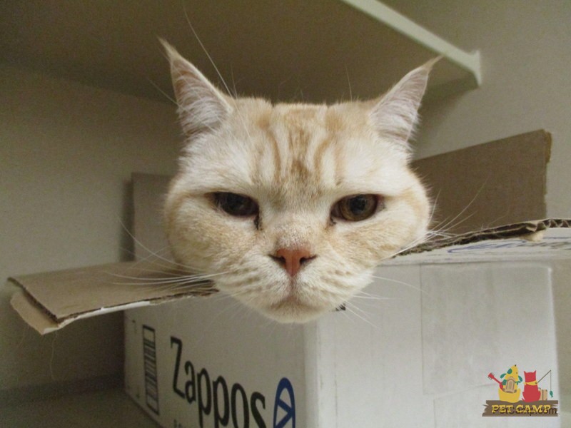 cat sitting in a zappos box