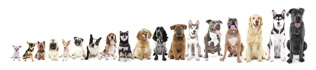 picture of dogs by size small to large