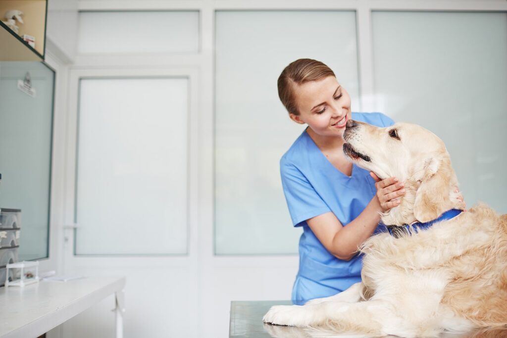 vet checking out a dog