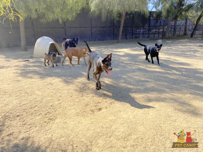 doggie daycare matters