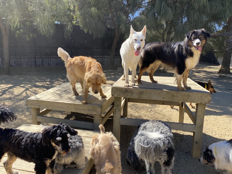 dogs on the playground