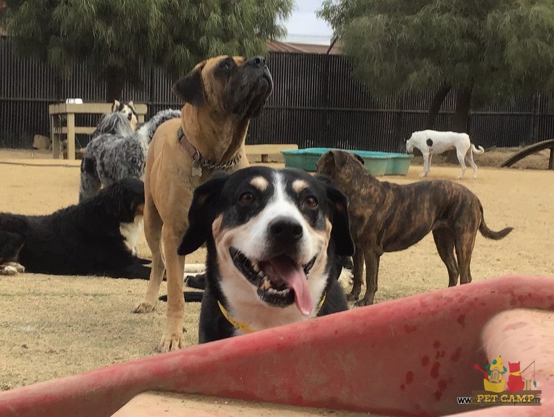 dogs on the playground