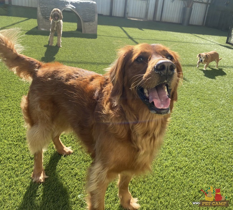 dogs on the playground