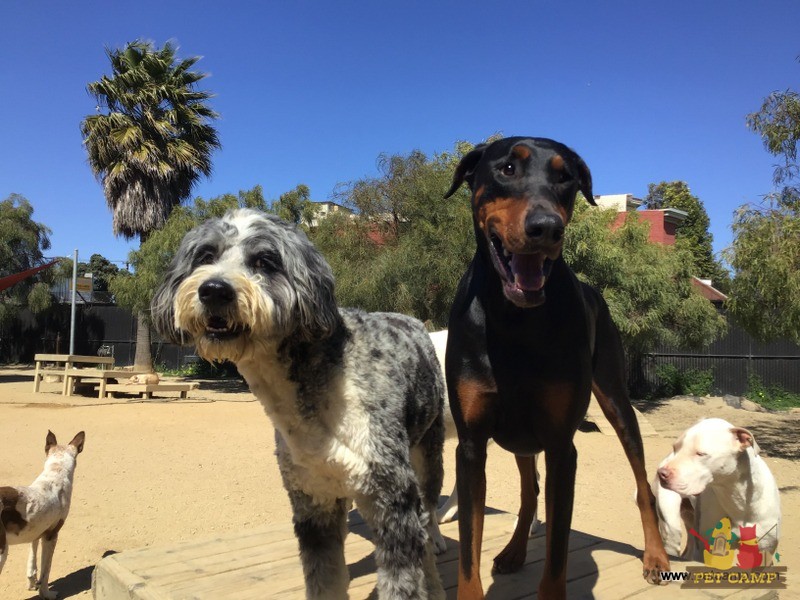 dogs on the playground