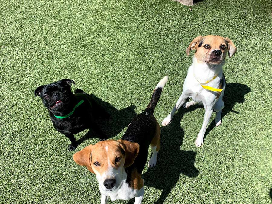 small dogs on the playground