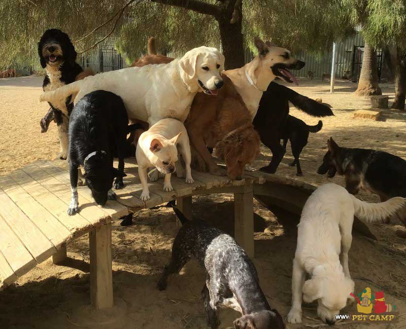 dogs on the playground