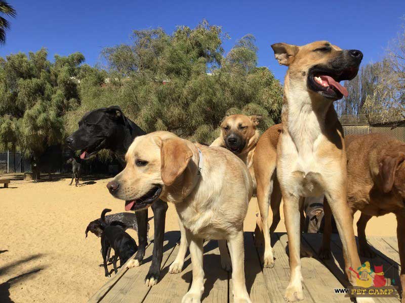 dogs on the playground