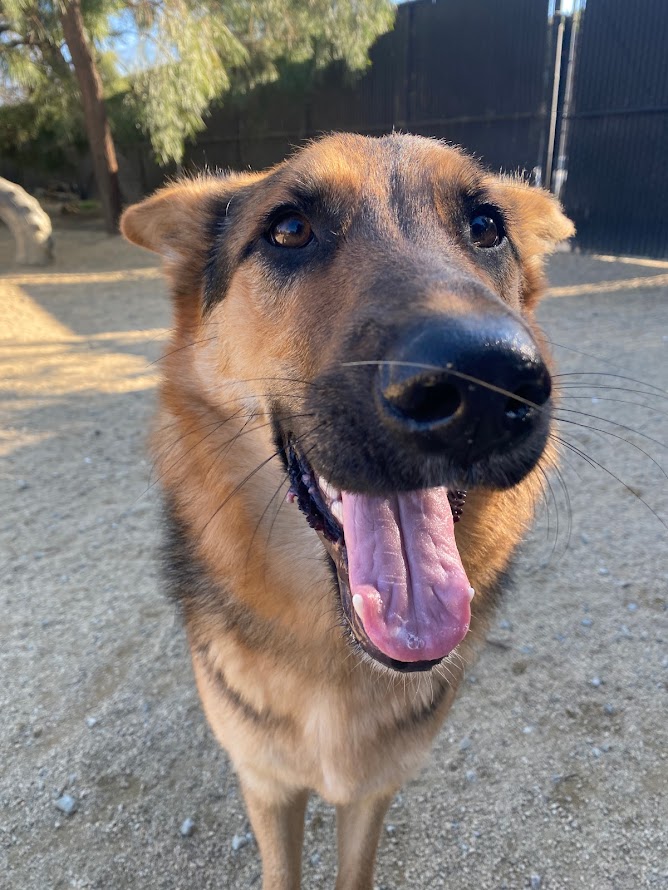 smiling dog