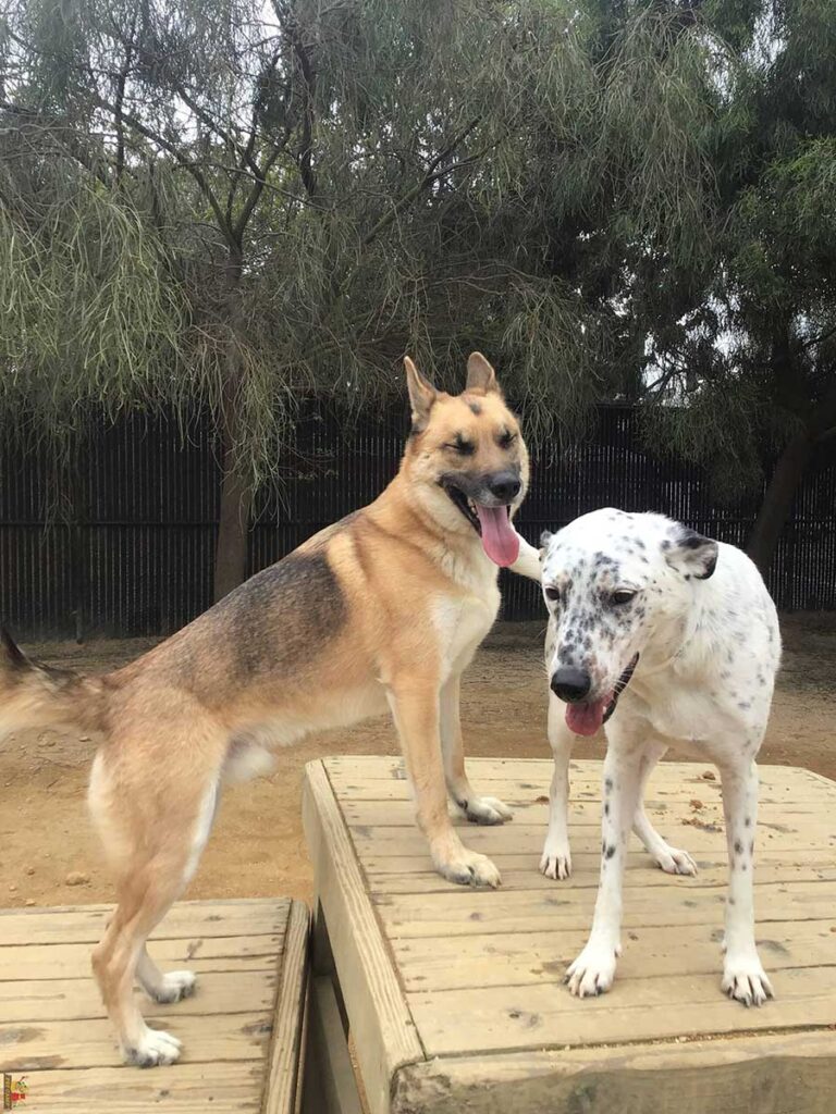 dogs on the playground