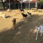 dogs on the playground