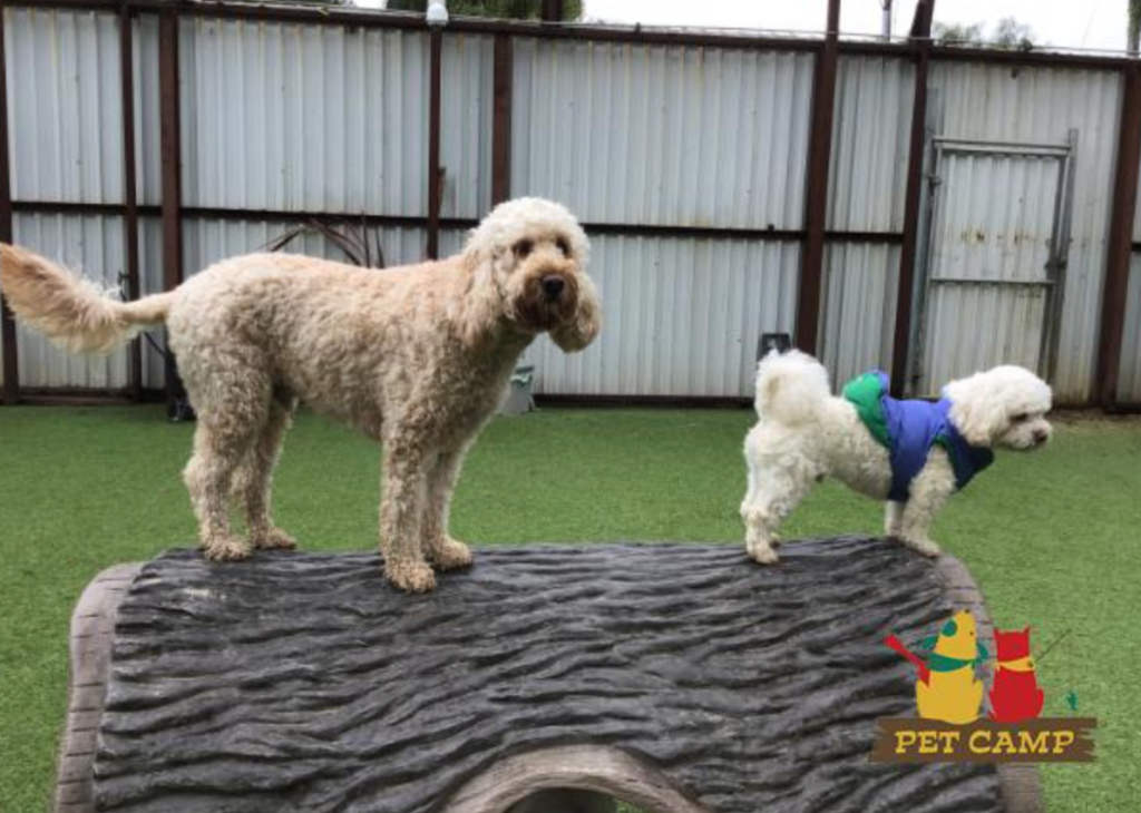 dogs on the playground